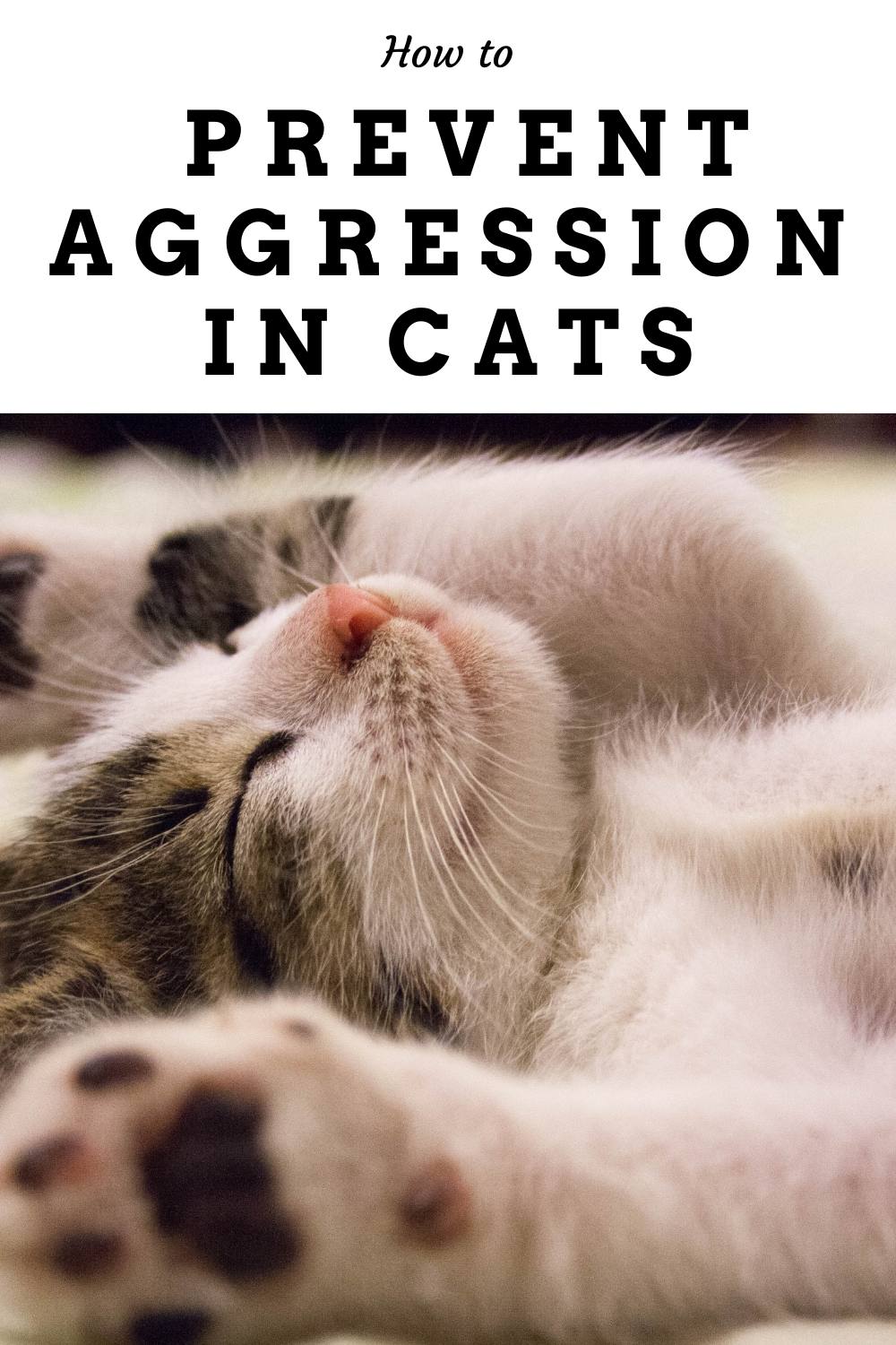 how-to-prevent-aggression-in-cats-i-do-declaire