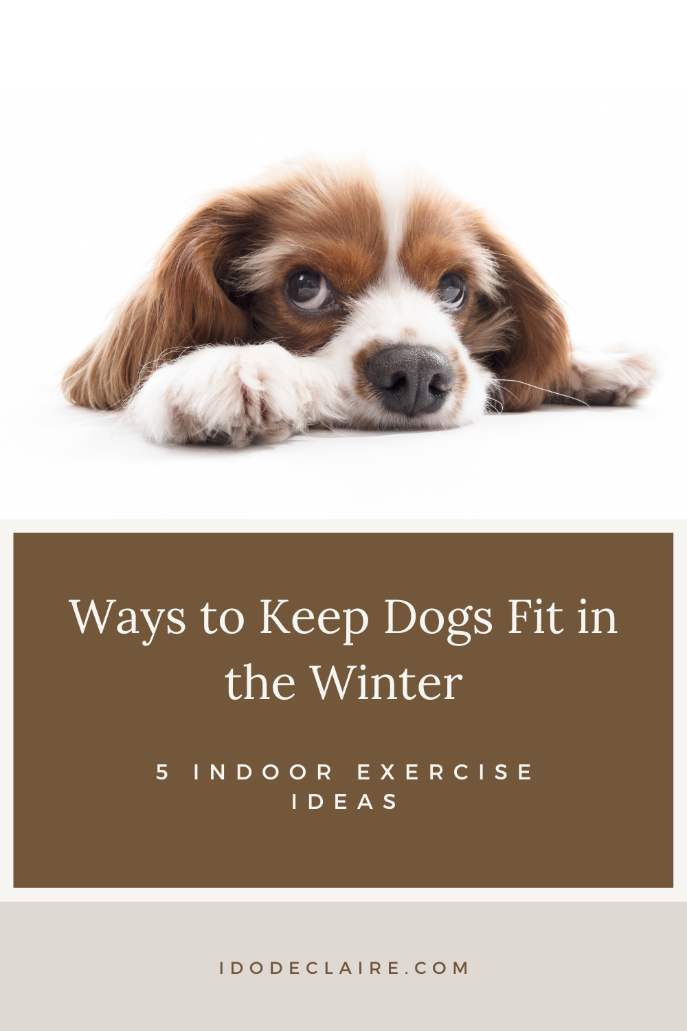 5 Indoor Exercises To Keep Dogs Fit In The Winter - I Do DeClaire