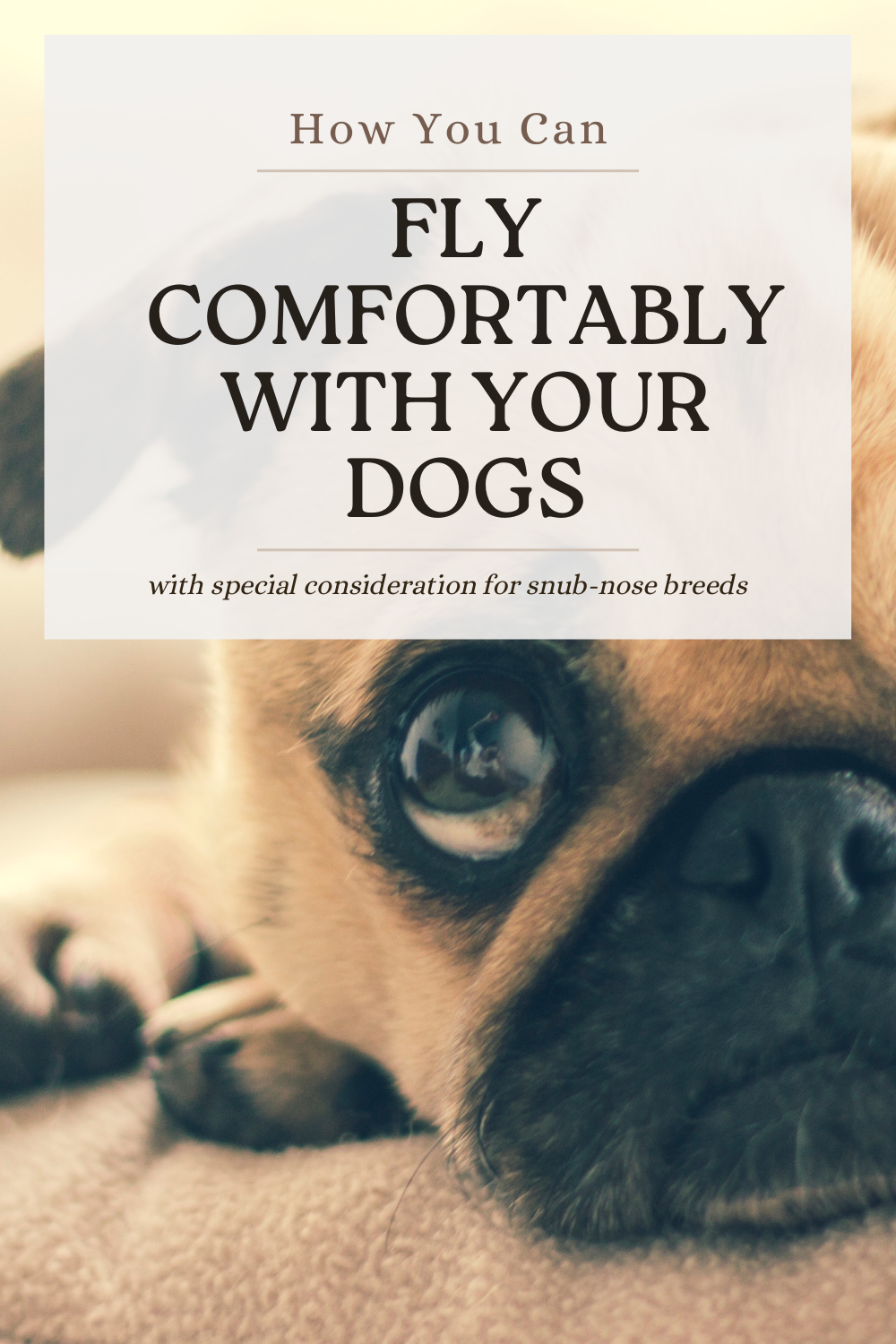 A Guide to Flying Comfortably with Your Dogs I do deClaire